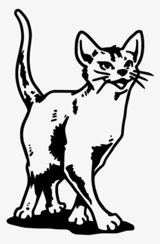 Wandtattoo Abessinier Stolz Katze Kätzchen Pfoten Tiere - Asian #8646339