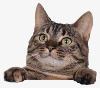 Cat Cute Template Ppt #8646383