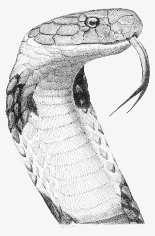 King Cobra Drawings - King Cobra #8647587