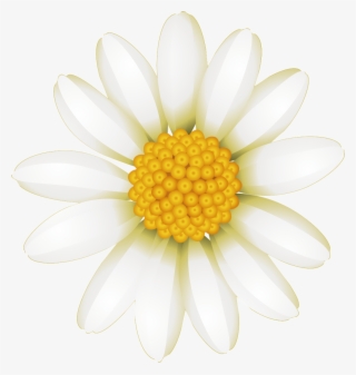 Fresh White Hand Drawn Chrysanthemum Decorative Elements - Marguerite Daisy #8647672