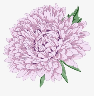 Chrysanthemum Clipart Vector - Peony Chrysanthemum #8647859