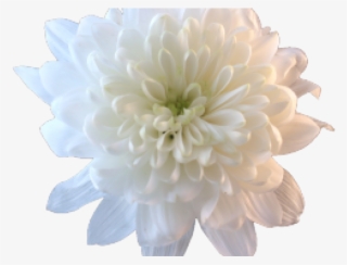 Chrysanthemum Clipart Transparent - Aesthetic White Flower Png #8648028