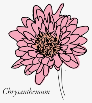 Chrysanthemum-03 - African Daisy #8648595