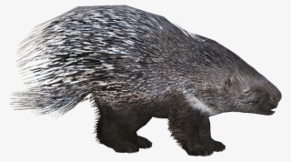 European Porcupine - Zoo Tycoon 2 Porcupine #8648815