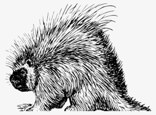 Libertarian Porcupine 4 Clipartist - New World Porcupine #8649323