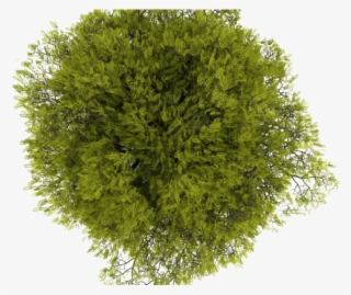 Tree Png Transparent Images - Plant Png Top View #8653826