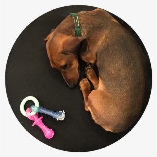 Hyunalee2 - Companion Dog #8653876