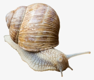 Snail, Shell, Slowly, Crawl, Animal, Mucus, Land Snail - Tengeri Csiga Png #8653955