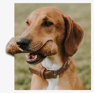 Dogs Love Goodwood - Harrier #8657018