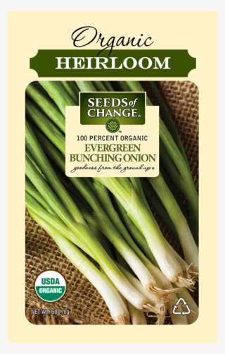 Organic Evergreen Bunching Onion Seeds - Seeds Of Change Certified Organic #8657911