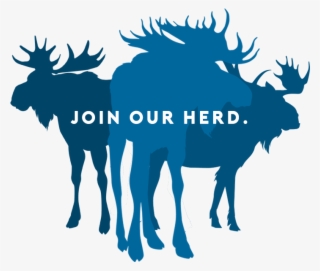 Blue Moose Is A Direct Marketing Agency That Offers - Elch Schablone #8659760