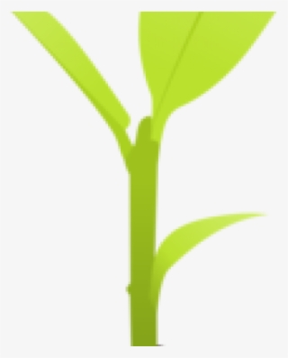 Soil Clipart Seedling - Grass #8661281