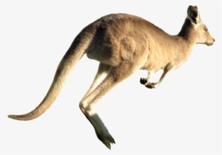Kangaroo Jumping Png Image - Kangaroo Jumping White Background #8665110