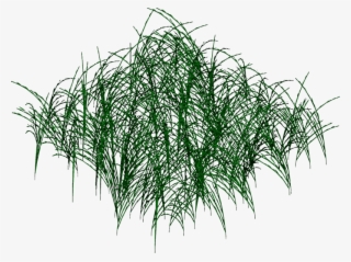 Longgrass1 Dgw - Grass #8665484