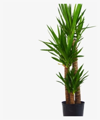 Yuca Elephantipes 'spineless Yucca' 3-4 Ft Tall - Grass #8665964