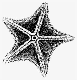 Starfish Invertebrate Sea Echinoderm Computer Icons - Black And White Star Fish #8667500