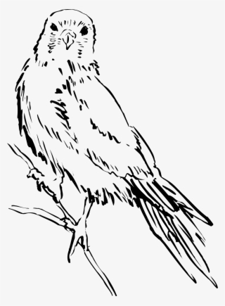 Bird Wings Png - Рисунки Птиц #8668895