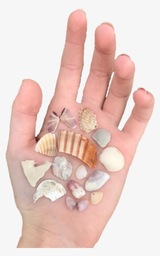 Cream Tan Orange Shells Polyvore Moodboard Filler Hand - Shell #8672296