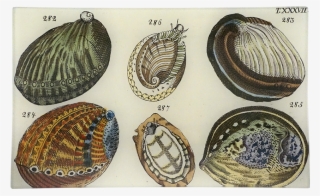 Painted Turtle #8672685