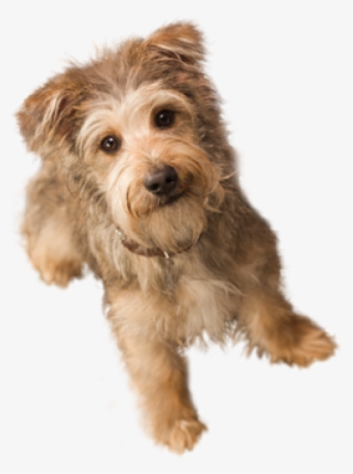 Dog Doll Png - Dog With Invisible Background #8675471