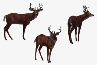 Deer Buck 03 By Free Stock - Deer #8682033