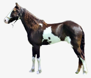 Caballo Sticker - Stallion #8684966