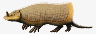 Peltephilus Ferox, An Armadillo From The Early Miocene - Armadillo #8685515