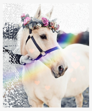 Caballo Image - Hochzeit Pferd #8685518