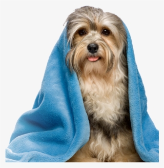 Pet Banho Png #8686189