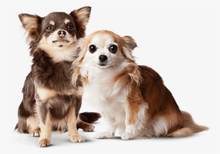 Banner - Doggy Steps #8686330