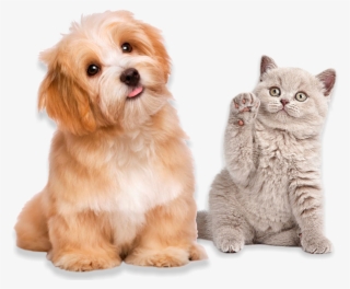 Foto-fundo - All Dogs #8686442