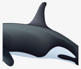 Orca Whale Clipart Killer Whale Clipart Rianfil Music - Killer Whale #8686472