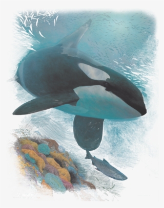 Wildlife Salmon Hunter Orca Men's Ringer T-shirt - Killer Whale #8687034