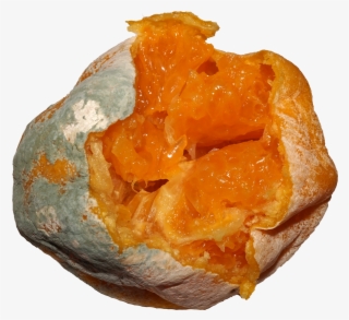 Citrus Fruit Mold - Pastry #8687586