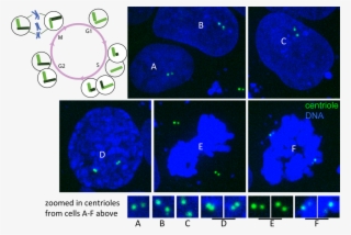 Single Plane Images Of Hips Cells Expressing Mtagrfp #8688937