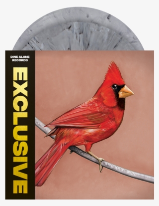 Old Crows / Young Cardinals #8689664
