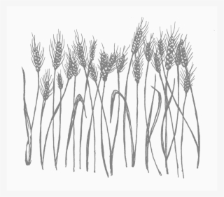 There's A Shortage Of Organic Grain Varieties In California, - Sketch #8690452