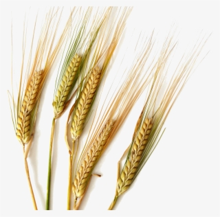 Durum Common Cereal Ear Rice Transprent Png - Kinds Of Cereals Wheat #8691278