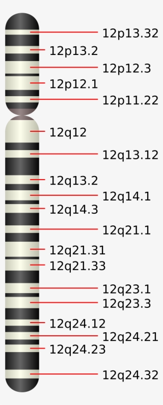 Open - Chromosome 6q21 #8691352