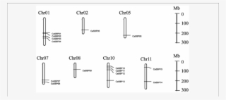 Chromosome Mapping Of Sbp Genes In Pepper - Diagram #8691603