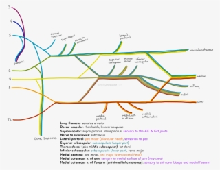I've Drawn The Brachial Plexus Before Showing More - Diagram #8691855