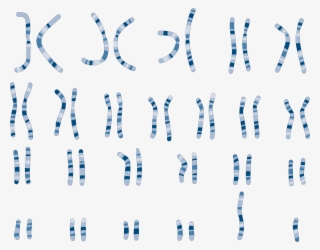 The Image Below Represents A Picture Of The Human Chromosomes - Karyotype Art #8691880