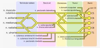 640 Pixels - Plexus Brachialis #8691910