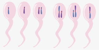 Computer Icons Chromosomal Translocation Directory - Chromosome Clipart #8692039