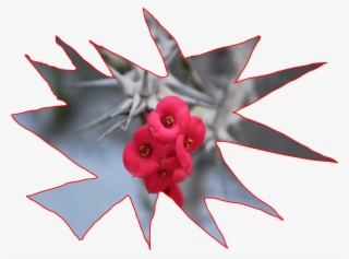 Poema - Bromelia #8692142