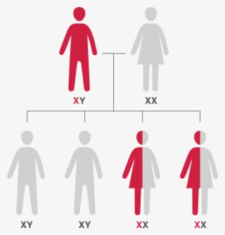 Mother Is Not A Carrier Of The Hemophilia Gene - Xx Y Xy #8692419