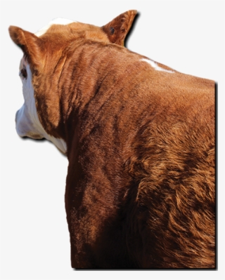 Copyright I-29 Bull Run - Sorrel #8692516