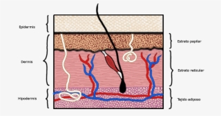 Sección De La Piel De Mamífero - Net #8692862