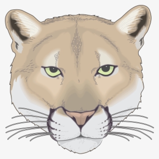 Cougar - Cougar Face Drawing #8695558