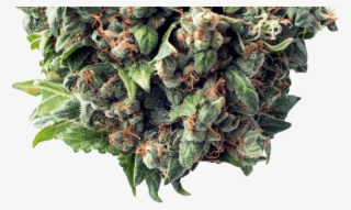 Bud - Recreational Weed In Colorado Springs #8695685